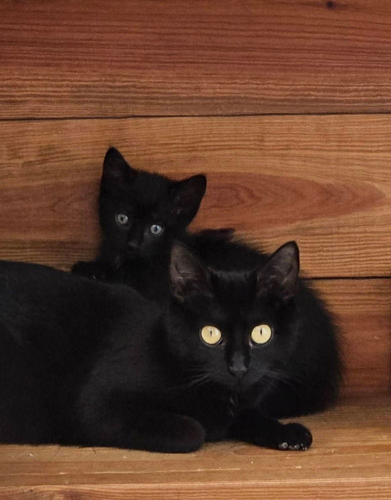 Enlarge Minnie, a Adoptable Domestic Short Hair in Pittstown, NJ image 3/3