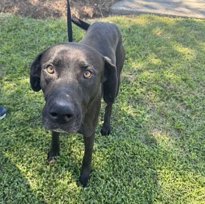 Bruce, Adoptable, Young Male Labrador Retriever.