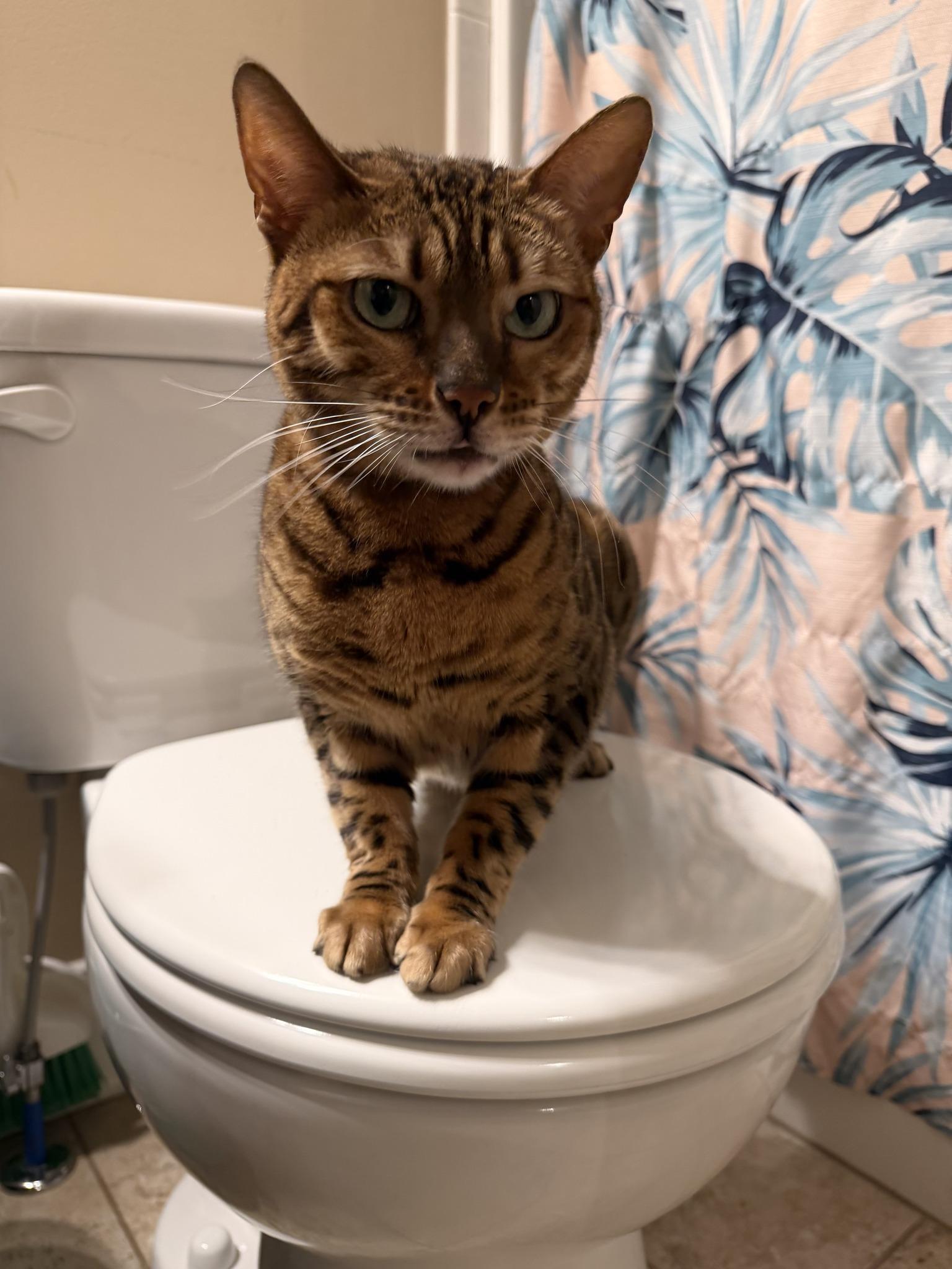 Enlarge Bella CCAS, an adopted Bengal in Clarksville, TN image 3/6