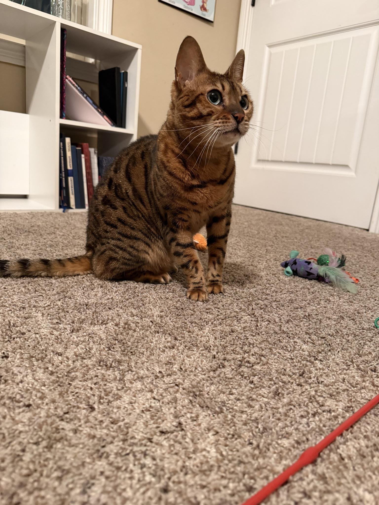 Enlarge Bella CCAS, an adopted Bengal in Clarksville, TN image 2/6