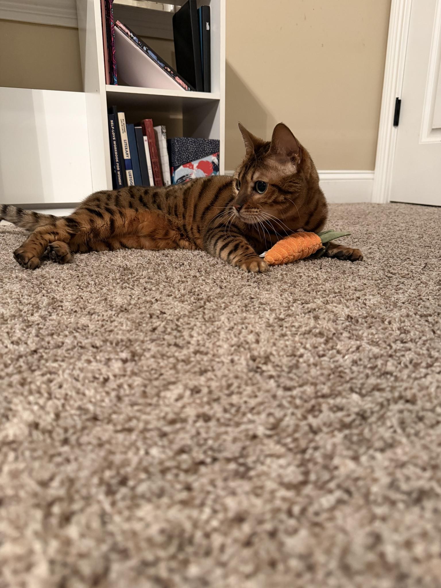 Enlarge Bella CCAS, an adopted Bengal in Clarksville, TN image 6/6