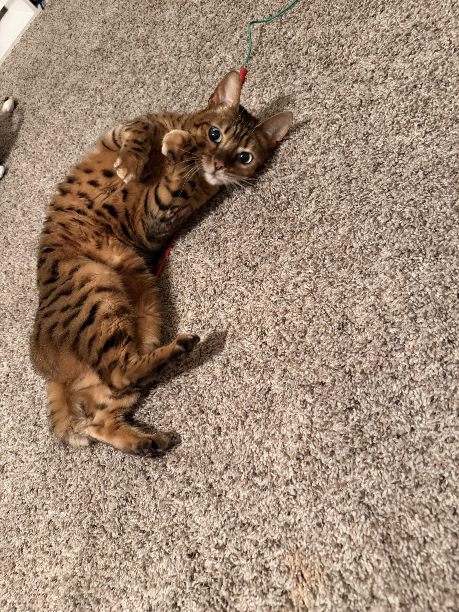 Enlarge Bella CCAS, an adopted Bengal in Clarksville, TN image 4/6