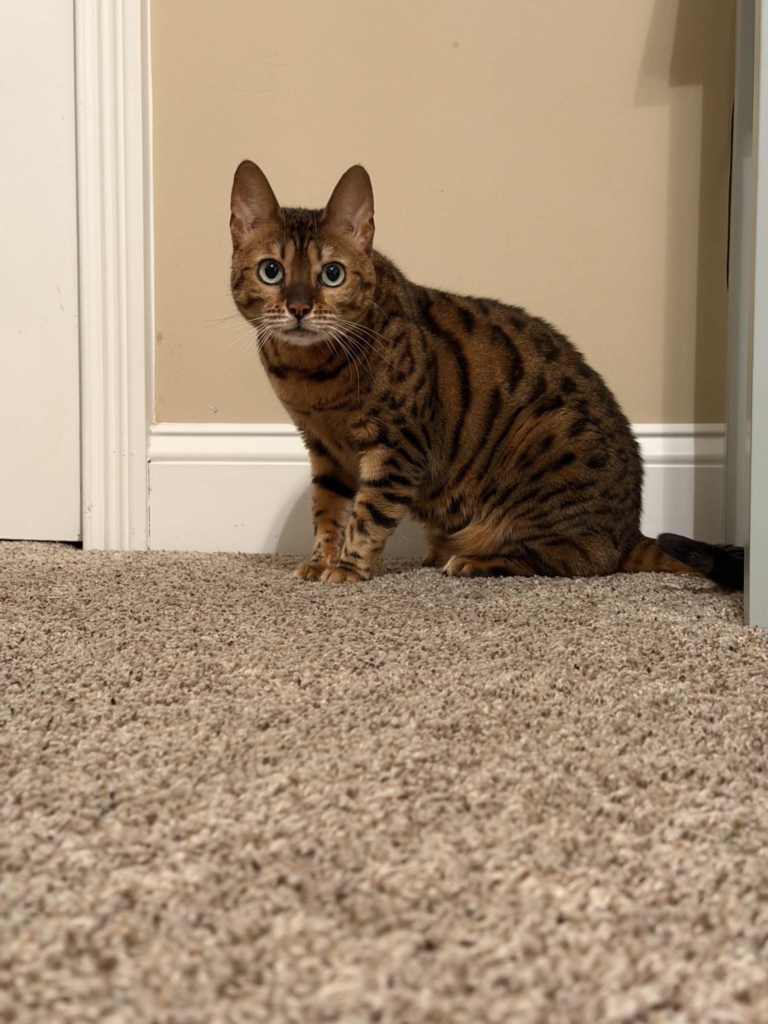 Bella CCAS, adopted, Young Female Bengal.