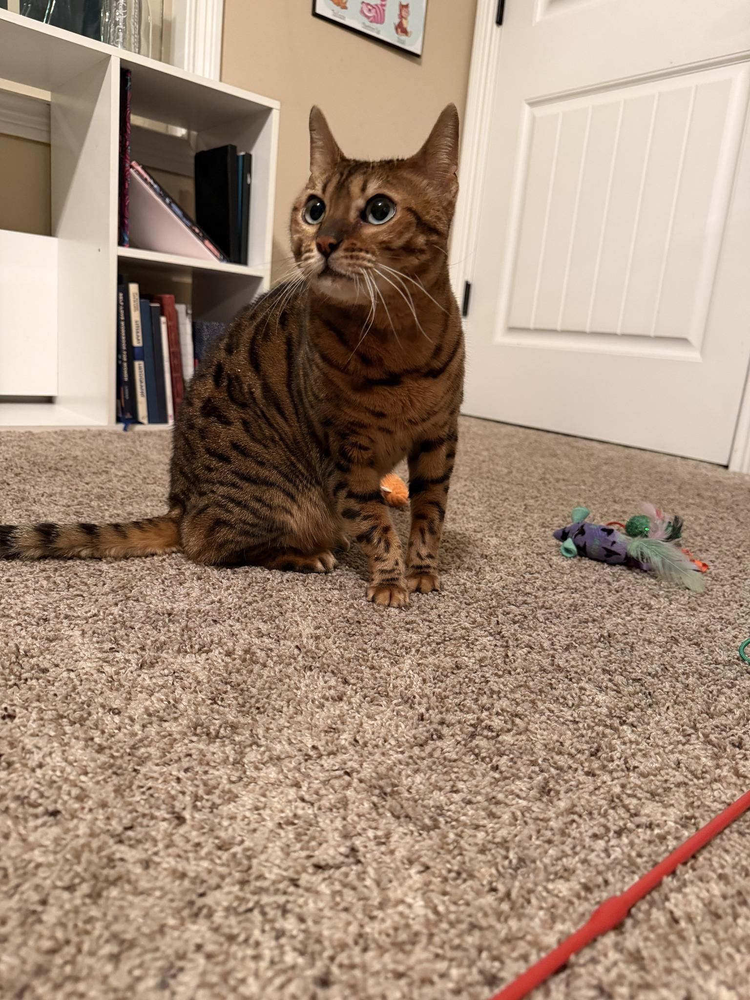 Enlarge Bella CCAS, an adopted Bengal in Clarksville, TN image 5/6