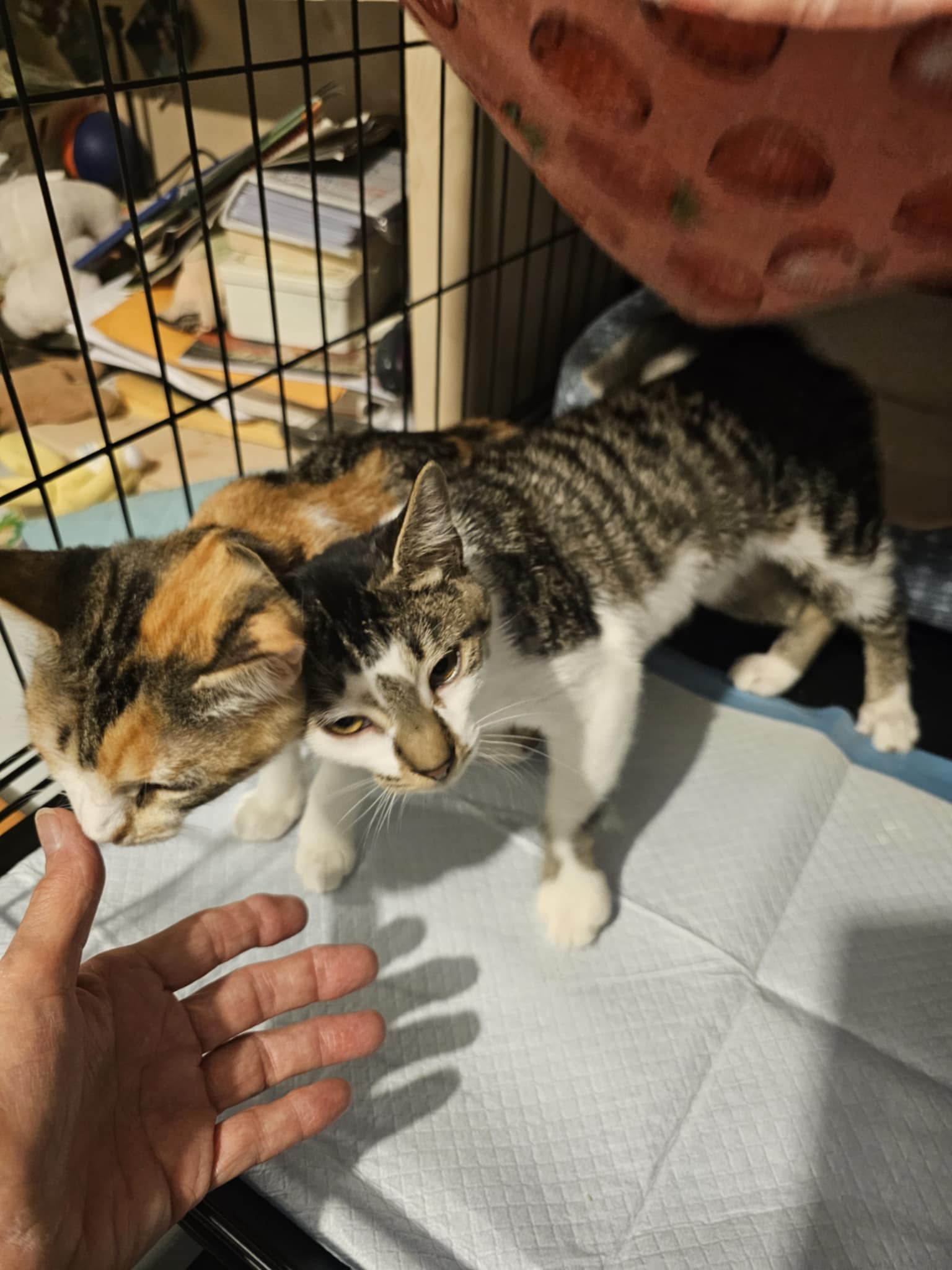 Isabella and Missy, Adopted, Kitten Female Domestic Short Hair.