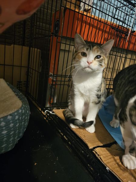 Enlarge Isabella and Missy, a Adopted Domestic Short Hair in Keansburg, NJ image 4/6