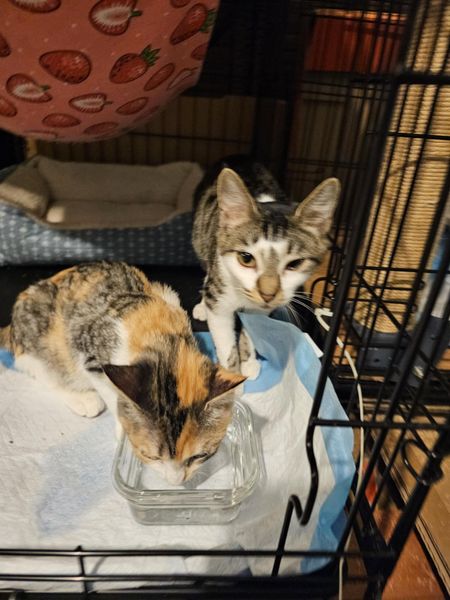 Enlarge Isabella and Missy, a Adopted Domestic Short Hair in Keansburg, NJ image 2/6