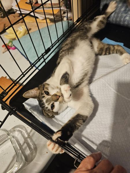 Enlarge Isabella and Missy, a Adopted Domestic Short Hair in Keansburg, NJ image 5/6