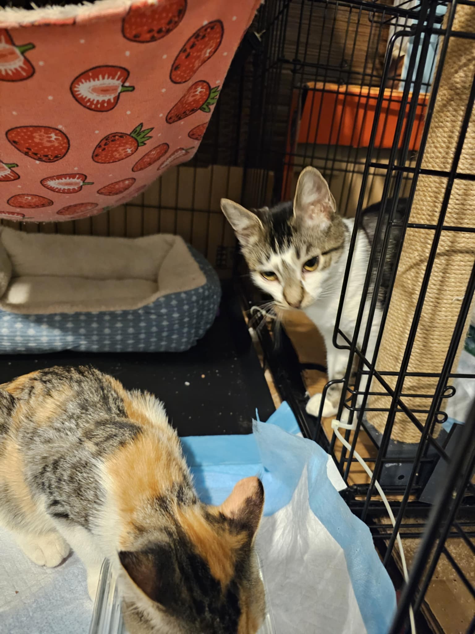 Enlarge Isabella and Missy, a Adopted Domestic Short Hair in Keansburg, NJ image 6/6