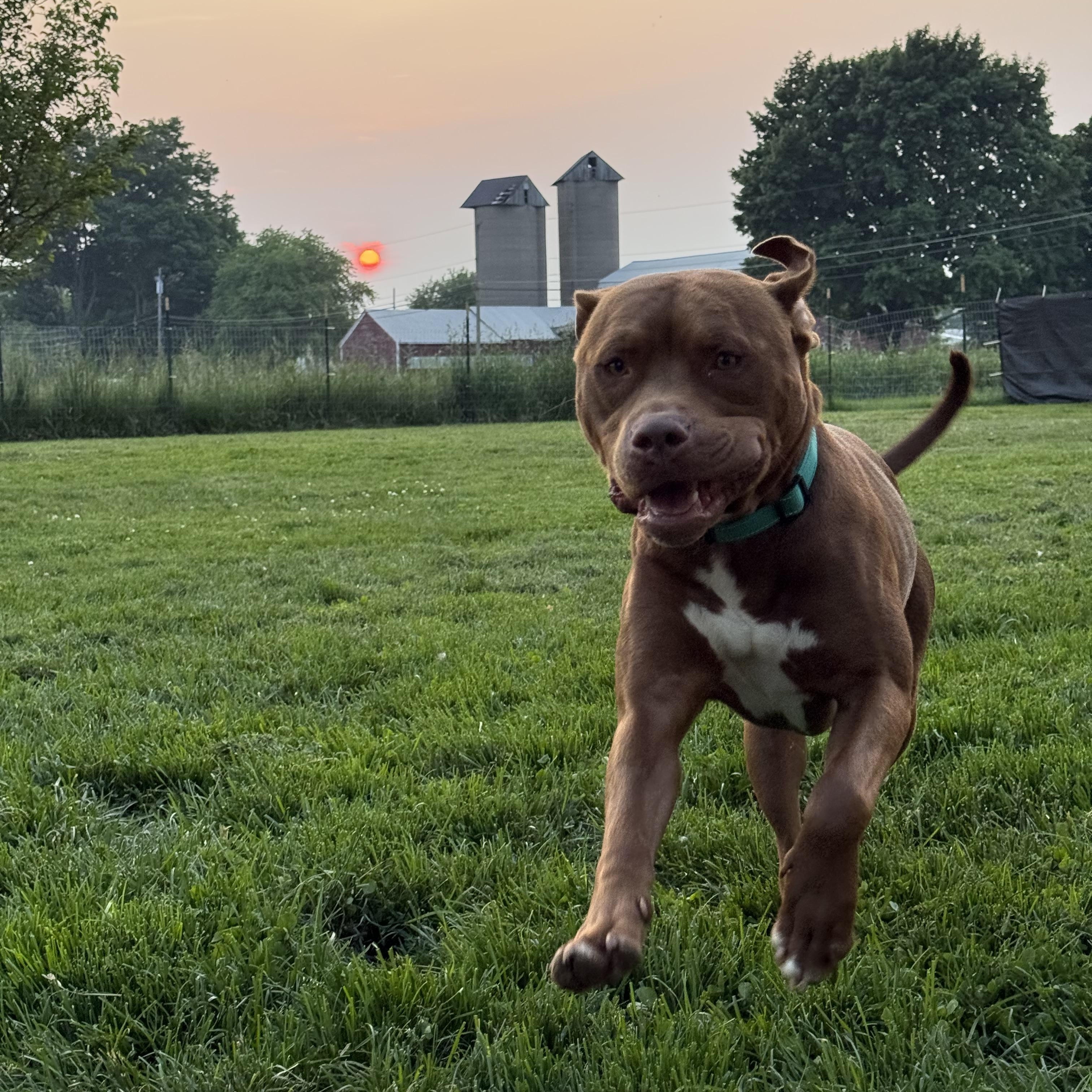 Enlarge Parker, a Adopted mixed breed in Hilton, NY image 1/6