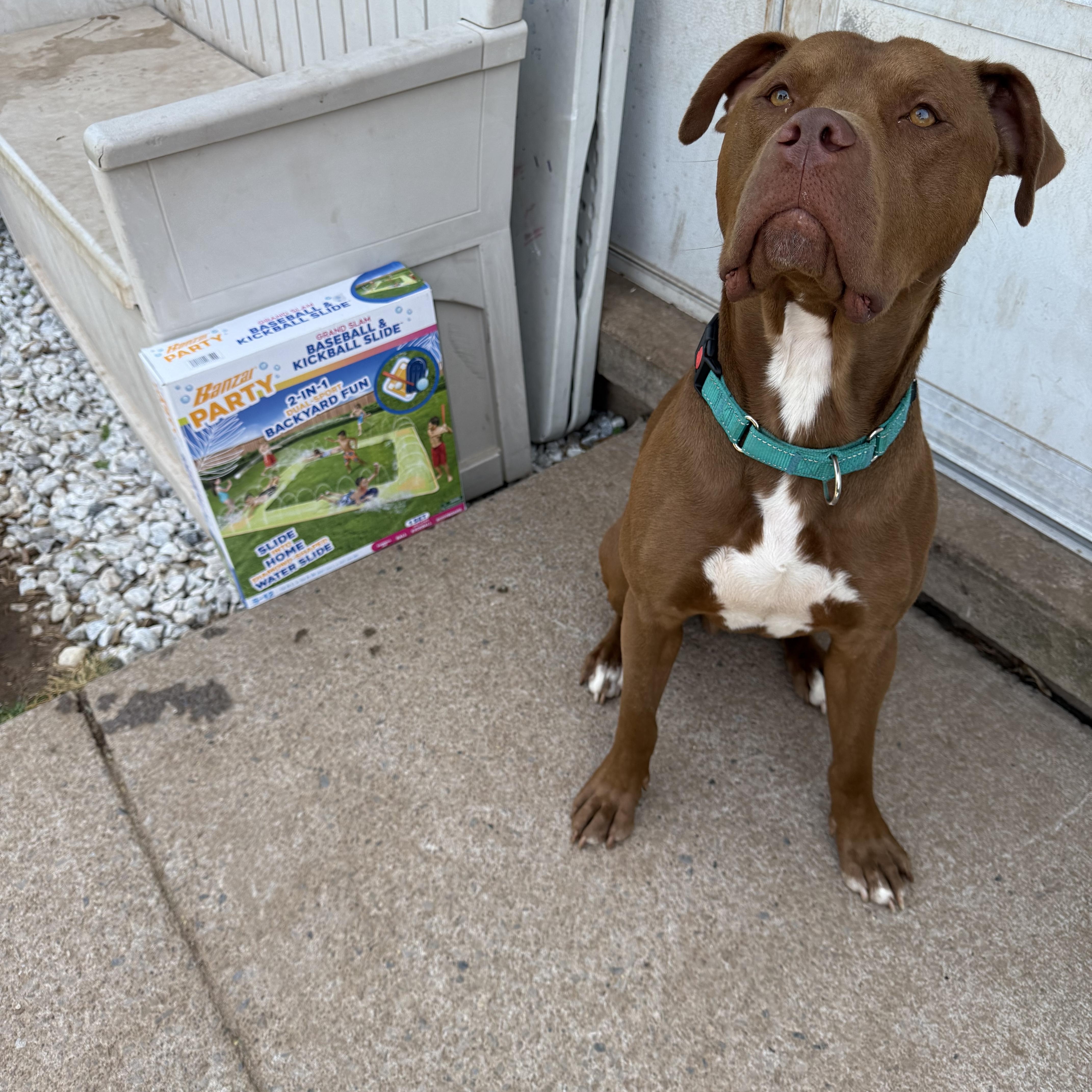 Enlarge Parker, a Adopted mixed breed in Hilton, NY image 2/6