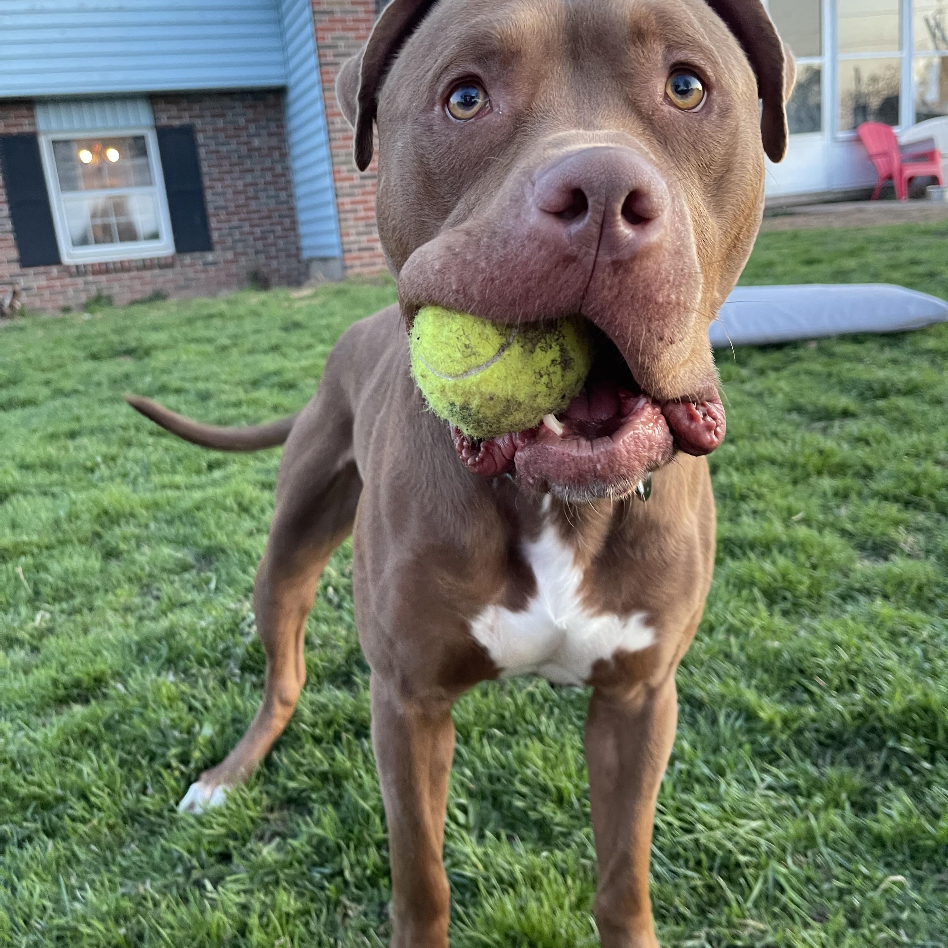 Enlarge Parker, a Adopted mixed breed in Hilton, NY image 4/6
