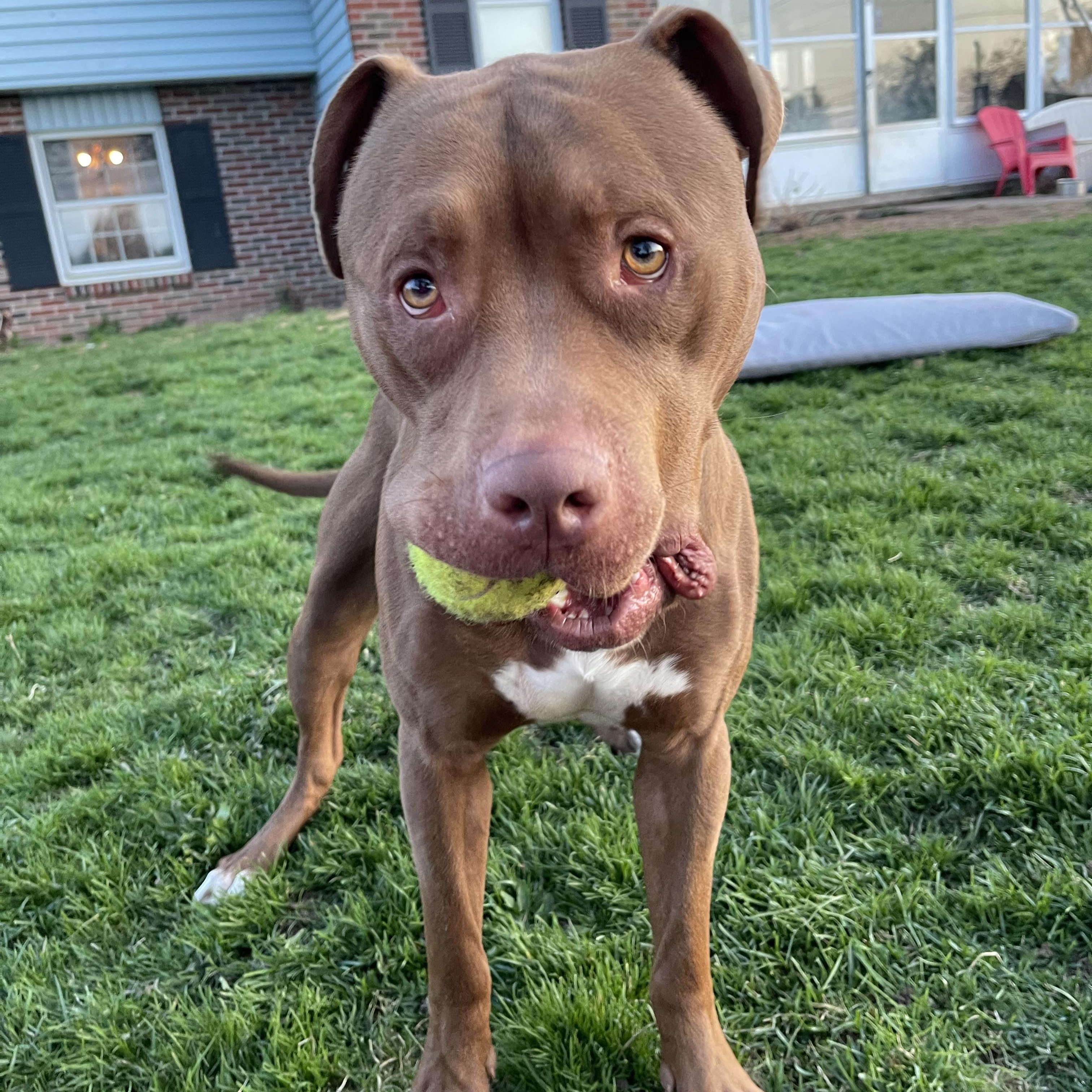 Enlarge Parker, a Adopted mixed breed in Hilton, NY image 5/6