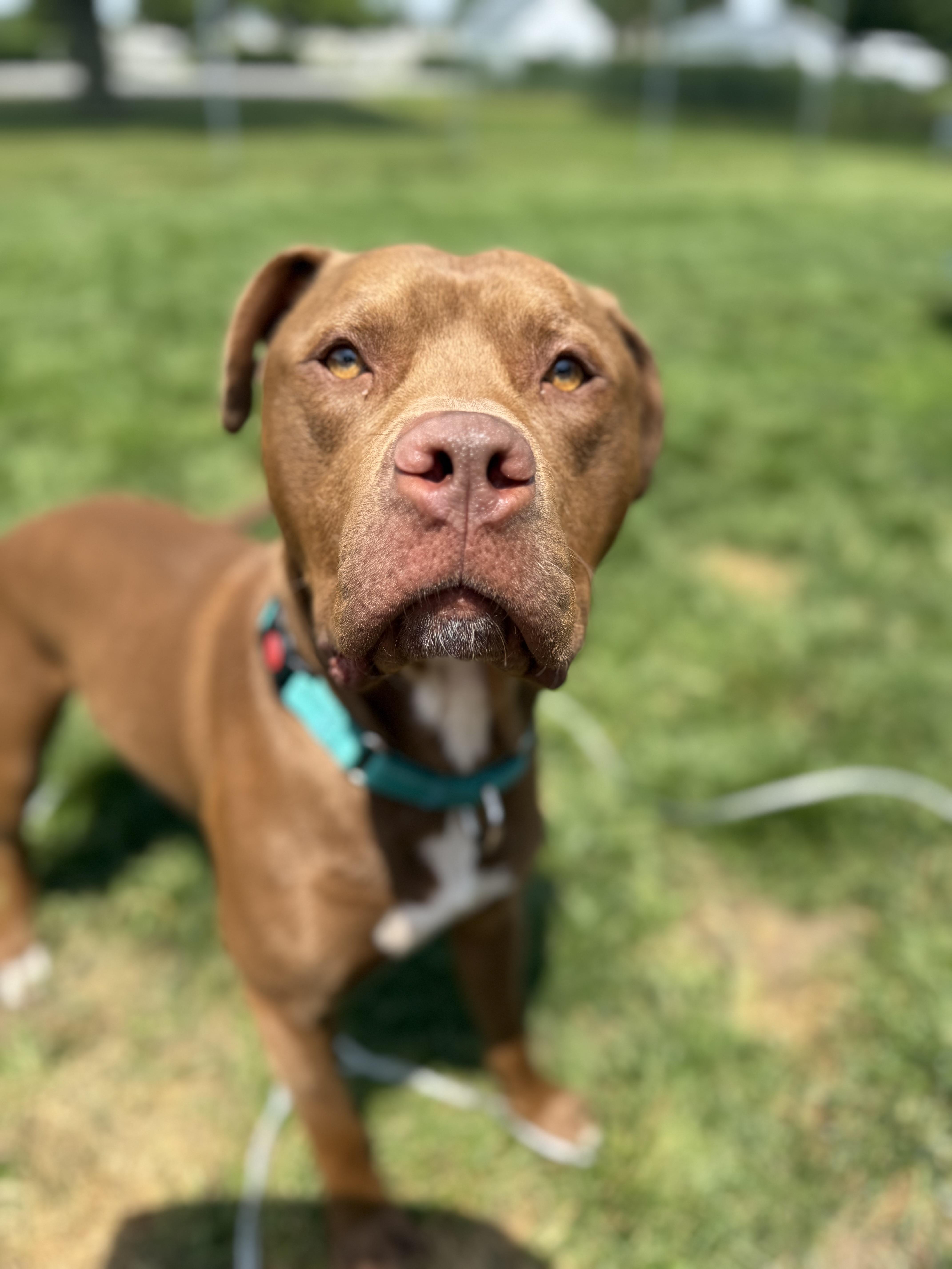 Enlarge Parker, a Adopted mixed breed in Hilton, NY image 6/6