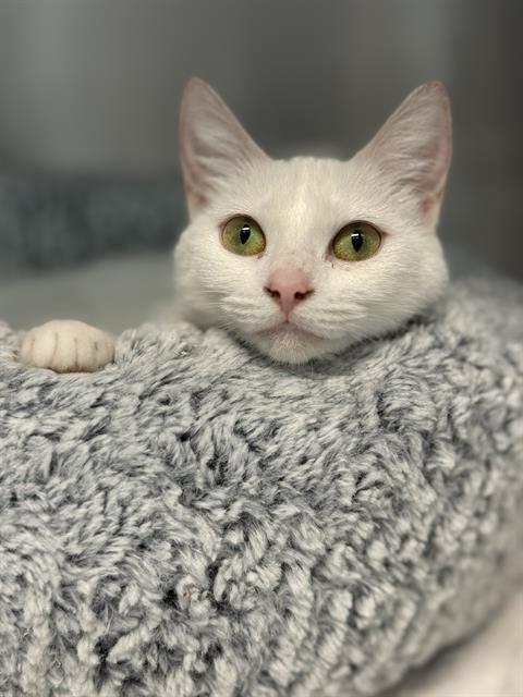 Enlarge NYLA, a Adoptable Domestic Short Hair in Fort Walton Beach, FL image 1/1