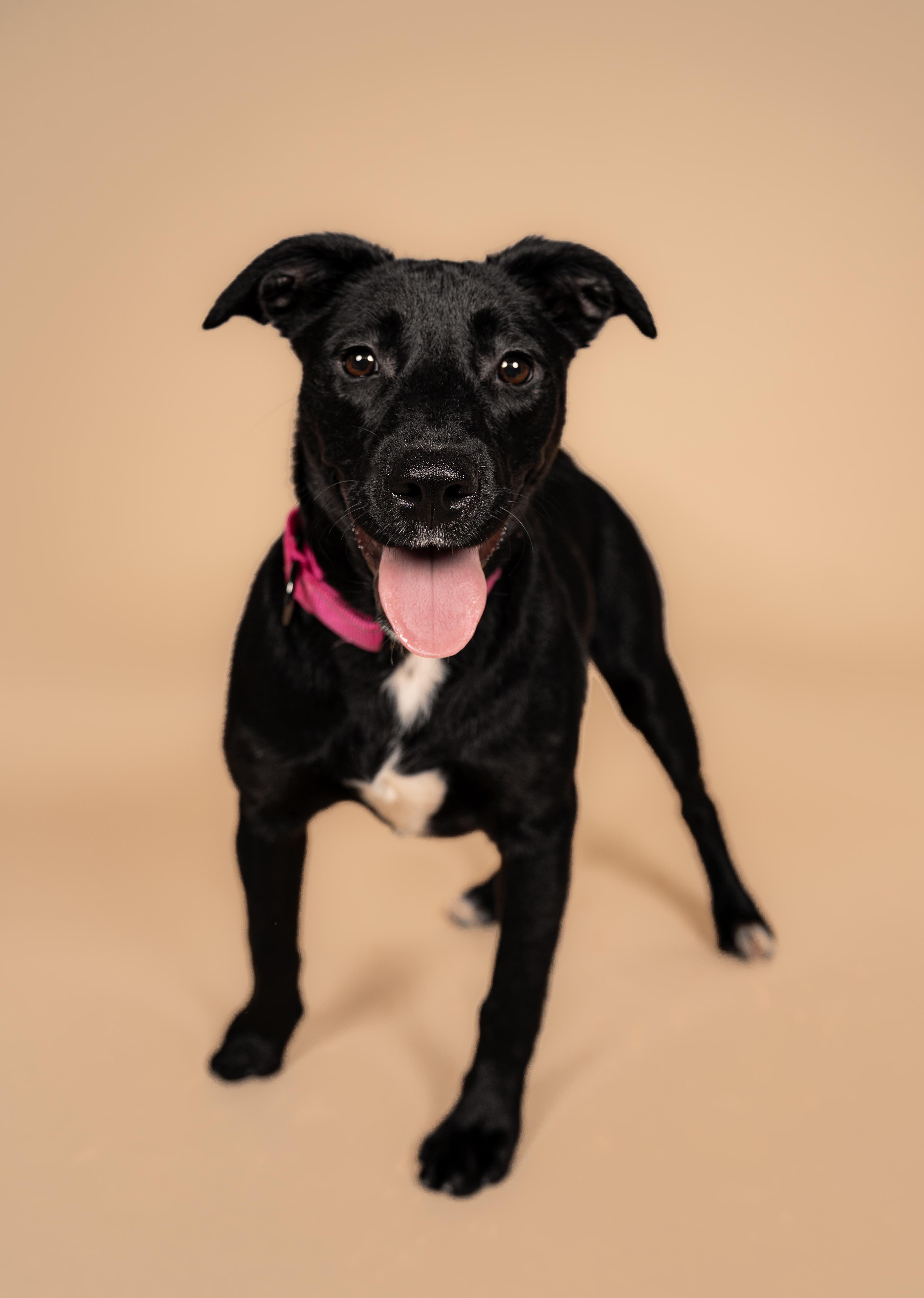 Willow, a Adoptable mixed breed in MOORESVILLE, NC image 2/5