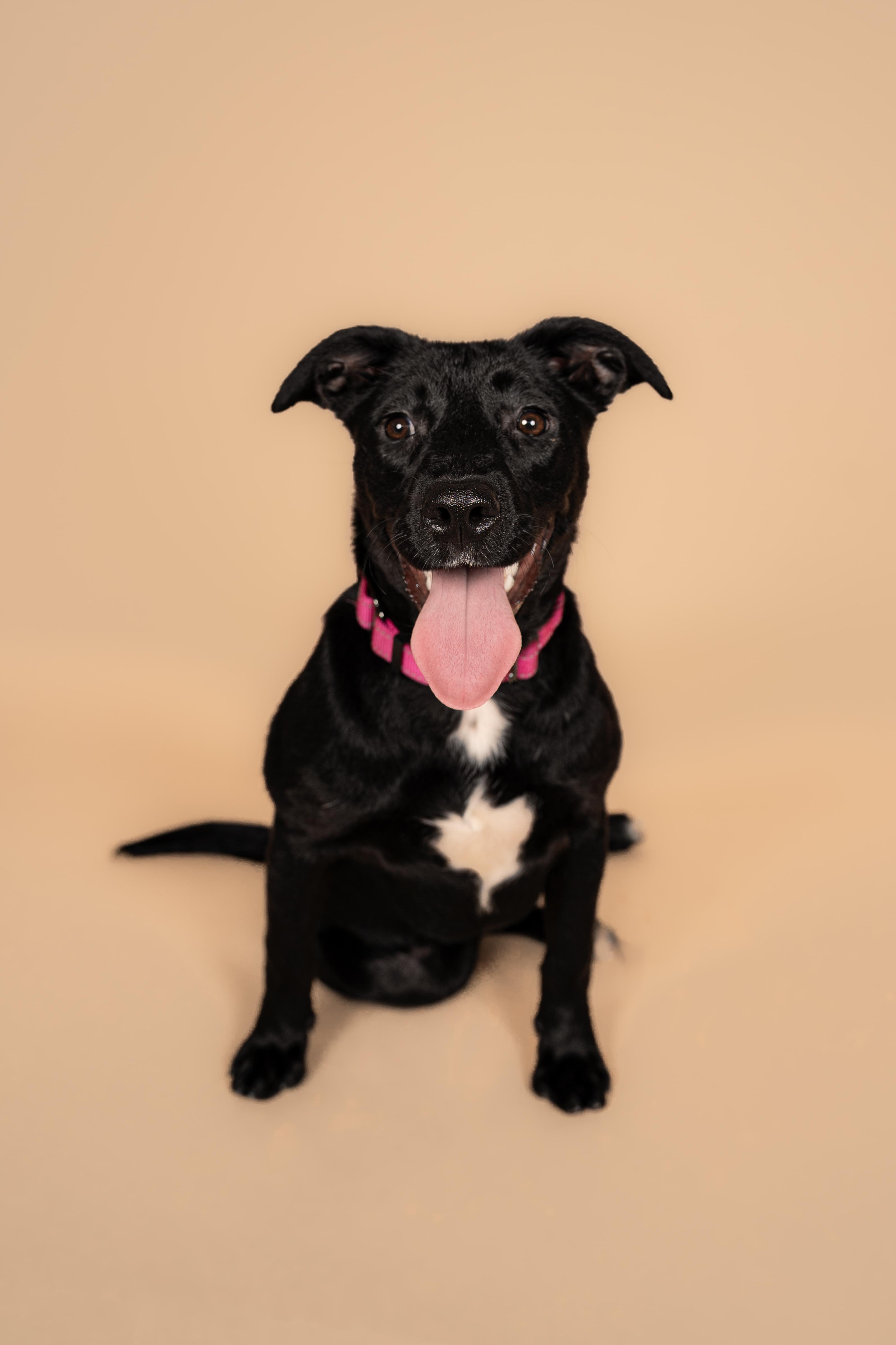 Willow, Adoptable, Young Female Black Labrador Retriever & Pit Bull Terrier.