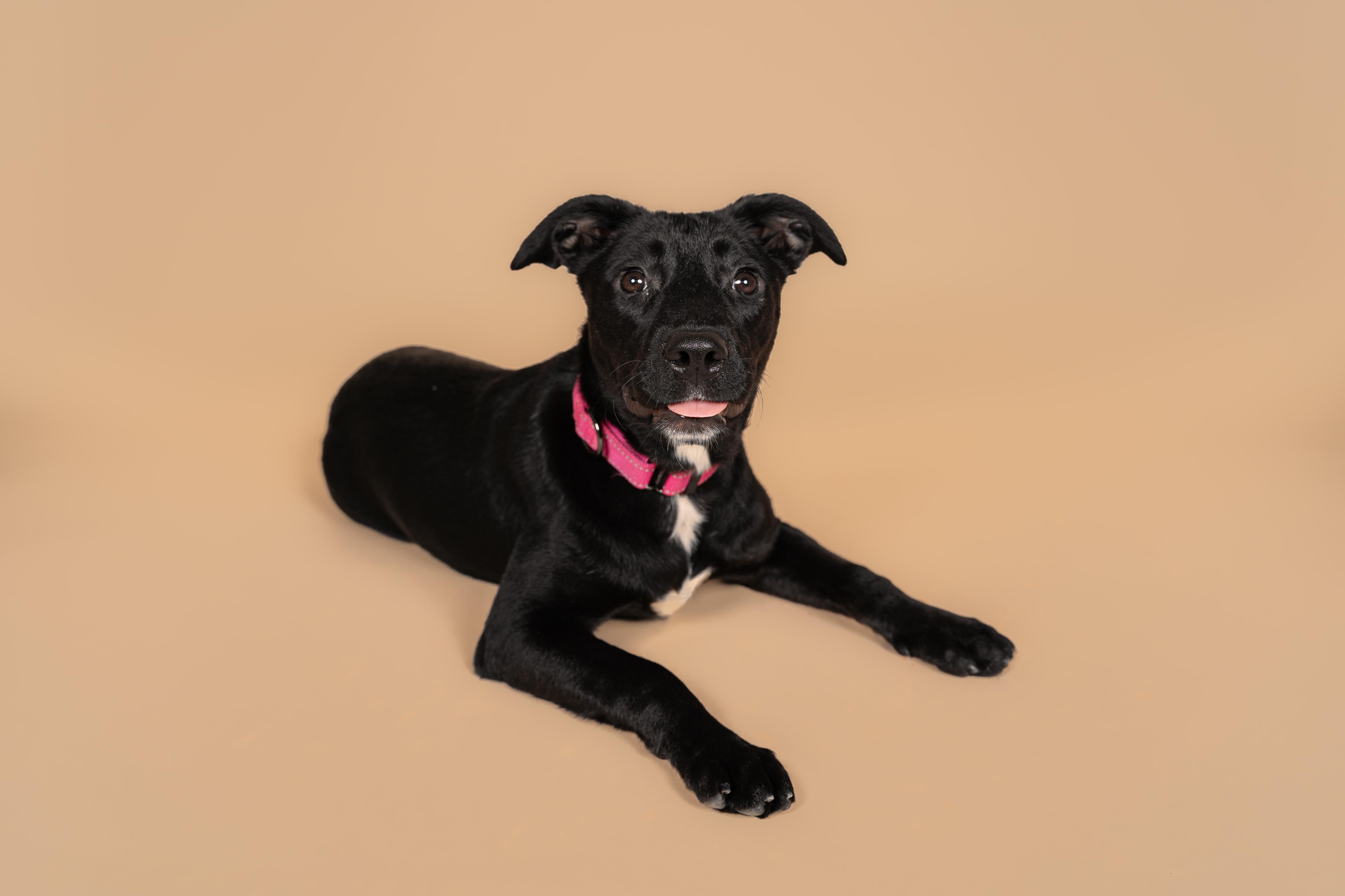 Willow, a Adoptable mixed breed in MOORESVILLE, NC image 4/5