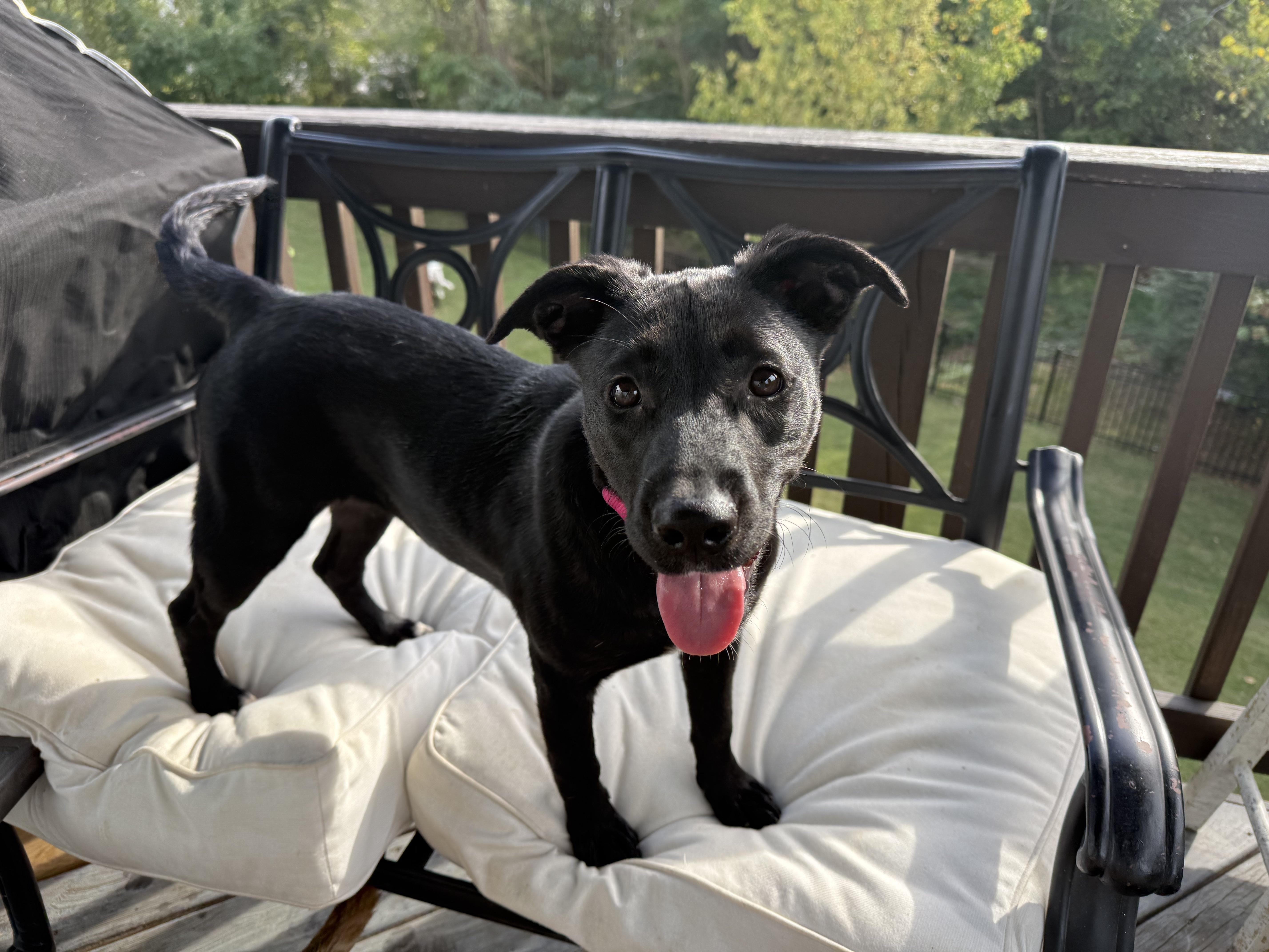 Willow, a Adoptable mixed breed in MOORESVILLE, NC image 5/5