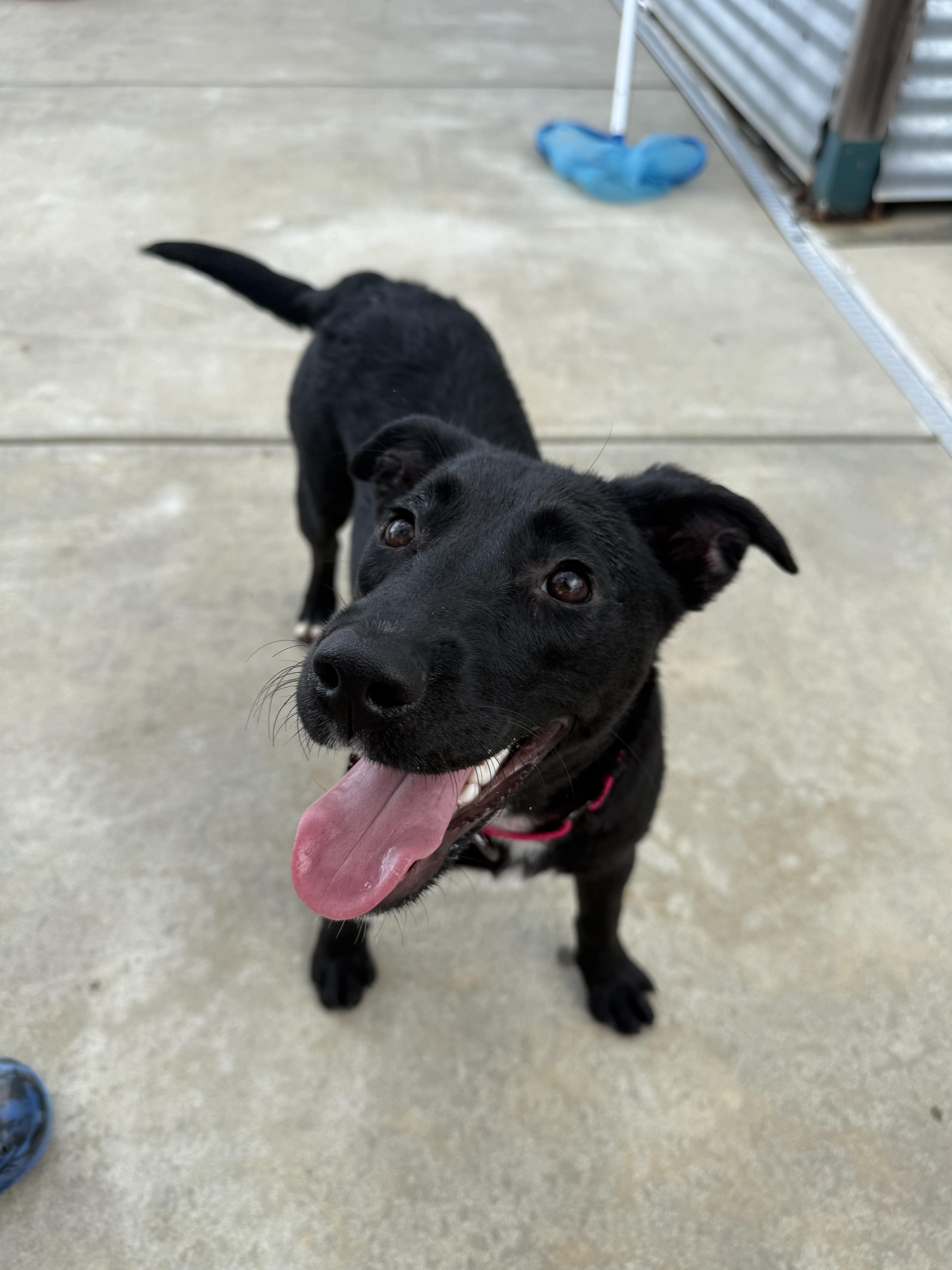 Willow, a Adoptable mixed breed in MOORESVILLE, NC image 3/5