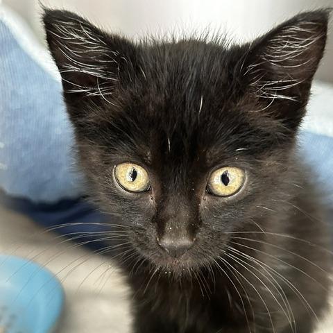 Kallie, Adoptable, Kitten Female Domestic Medium Hair.