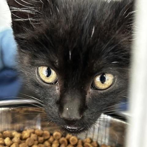 Enlarge Kallie, a Adoptable Domestic Medium Hair in Poplar Bluff, MO image 2/2