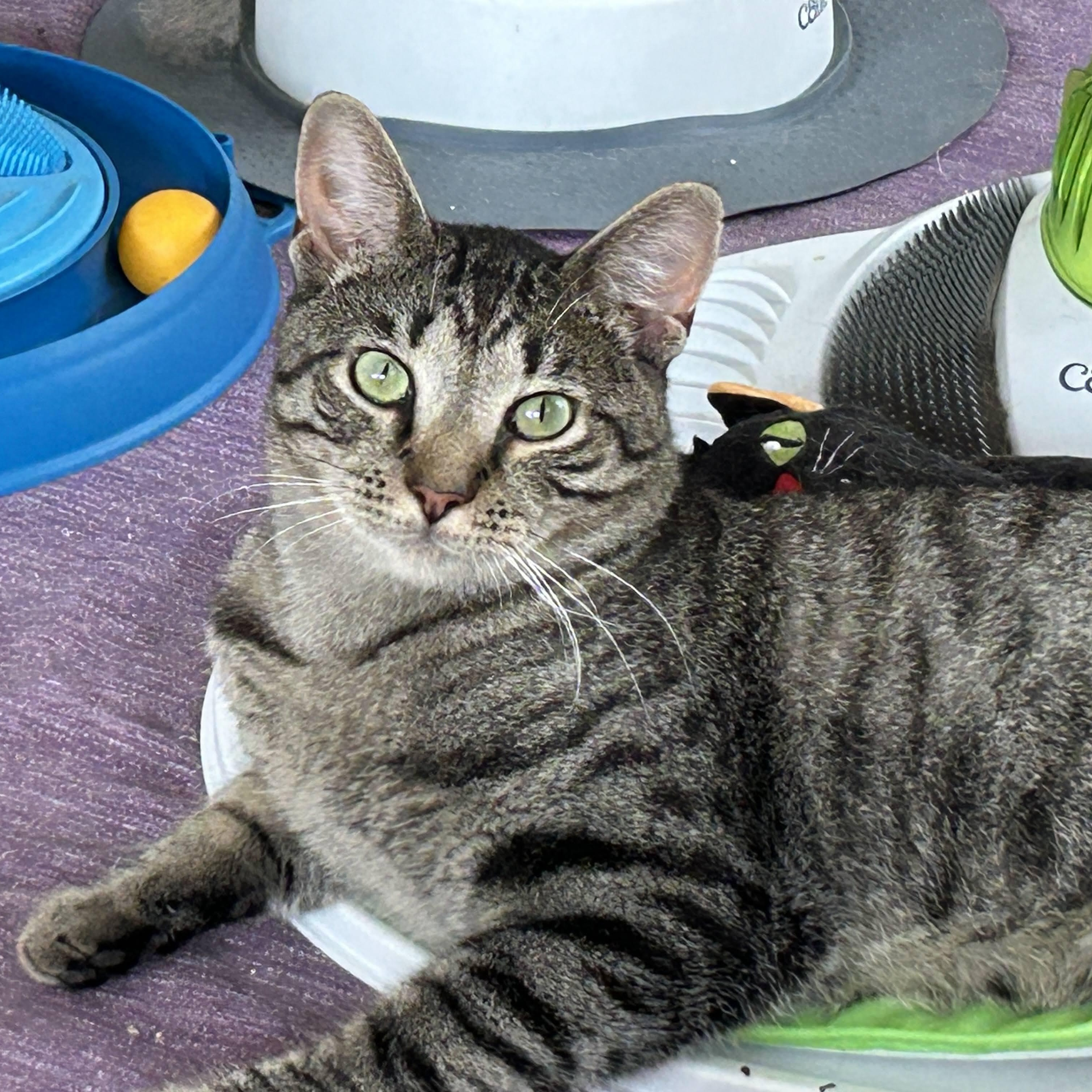 Archie, Adoptable, Young Male Domestic Short Hair.