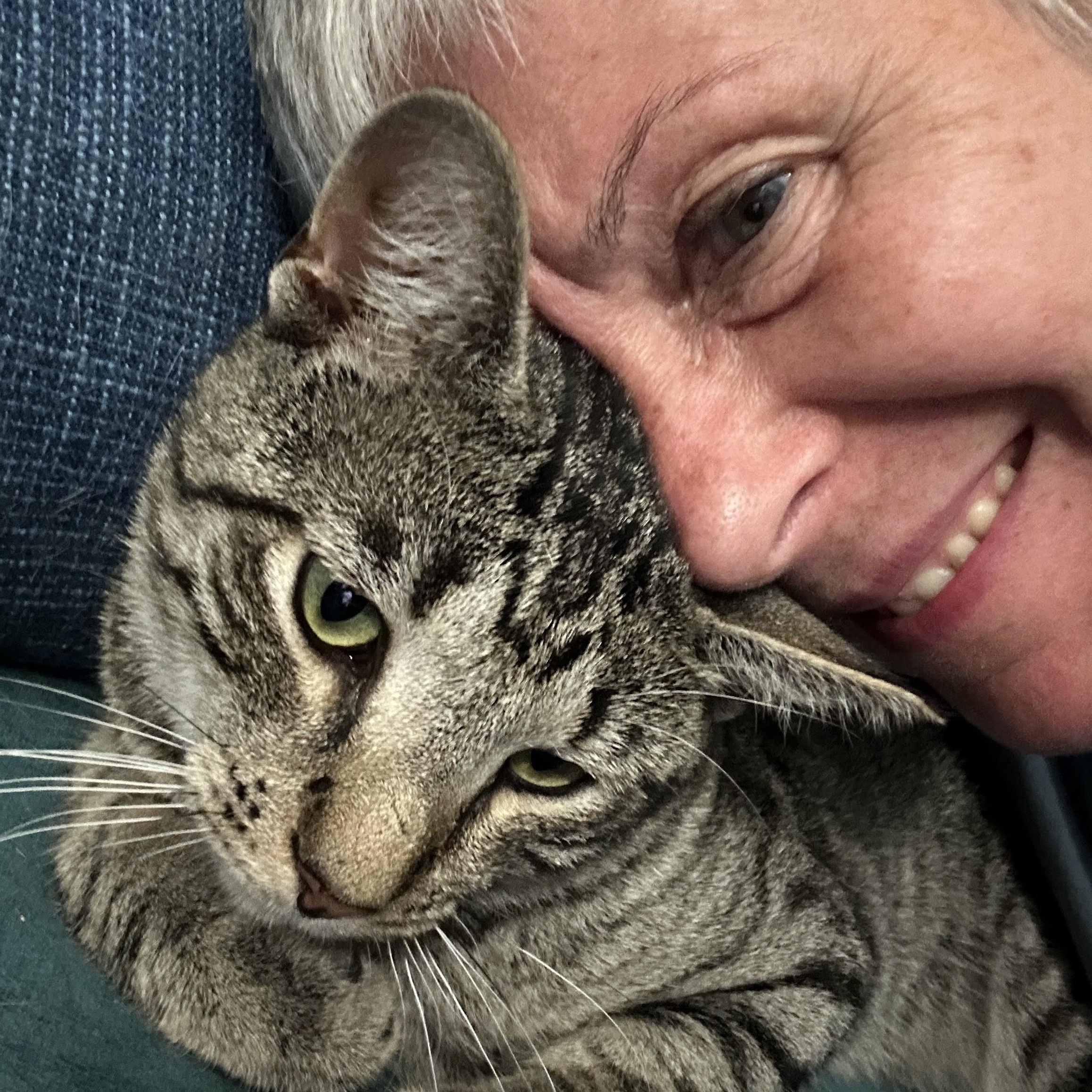 Enlarge Archie, a Adoptable Domestic Short Hair in brooklyn, NY image 6/6