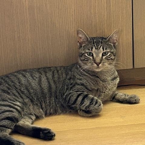 Enlarge Archie, a Adoptable Domestic Short Hair in brooklyn, NY image 5/6