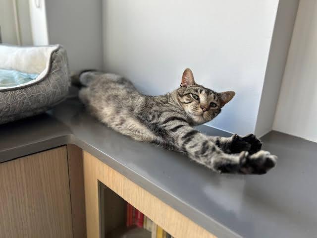 Enlarge Archie, a Adoptable Domestic Short Hair in brooklyn, NY image 4/6