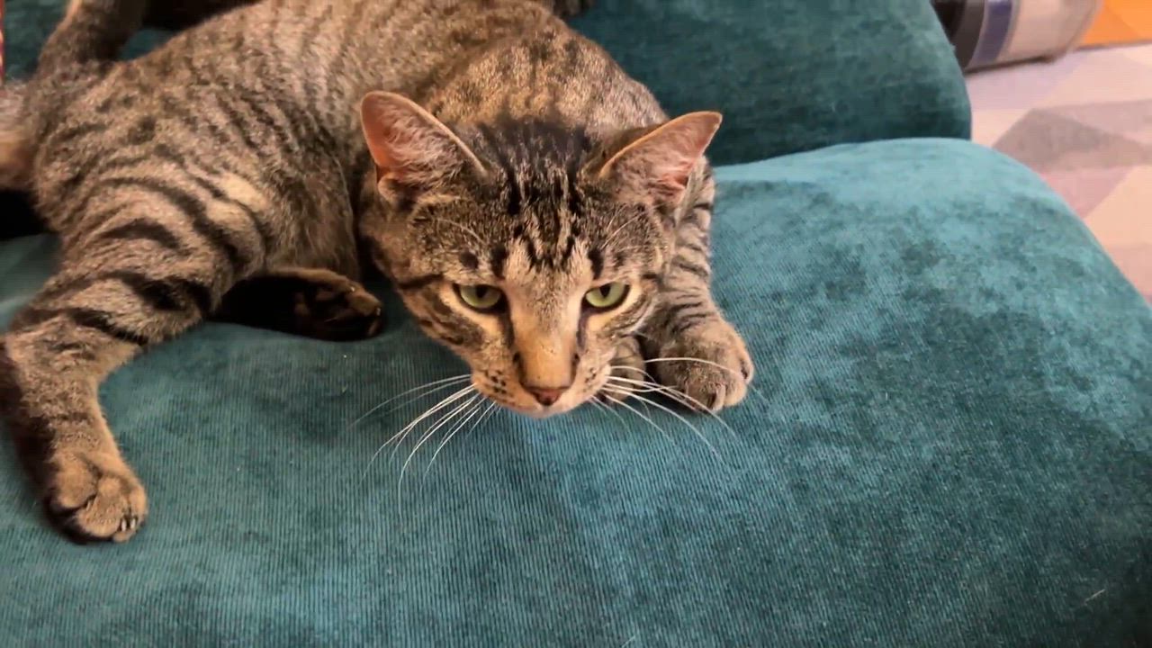 Enlarge Archie, a Adoptable Domestic Short Hair in brooklyn, NY video 2/6