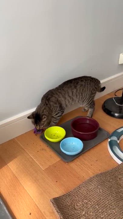 Enlarge Archie, a Adoptable Domestic Short Hair in brooklyn, NY video 3/6