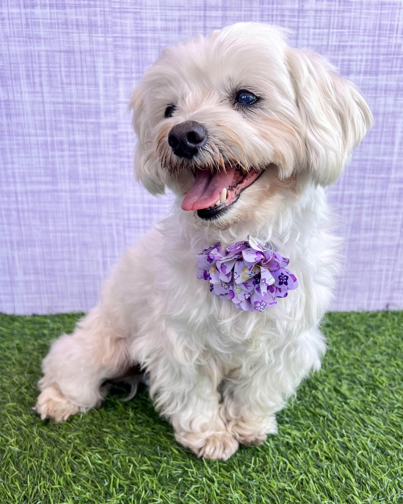 Princess, Adopted, Senior Female Poodle.