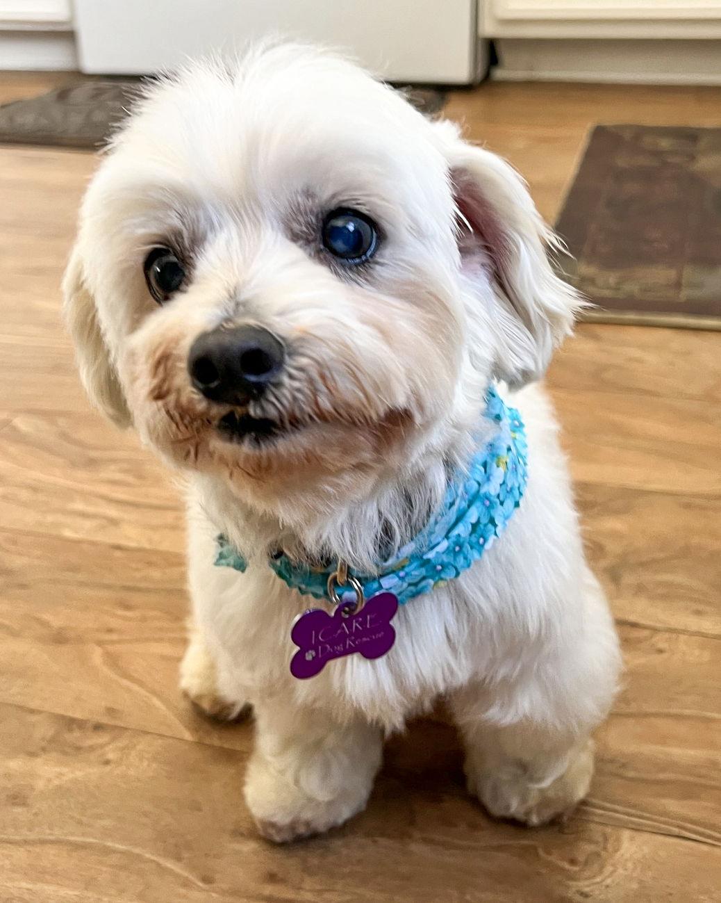 Princess, a Adopted Poodle in Corona, CA image 2/3