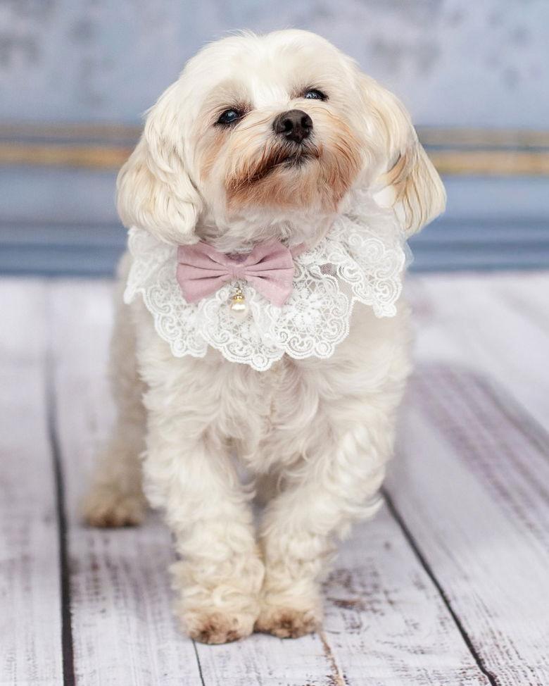 Princess, a Adopted Poodle in Corona, CA image 3/3