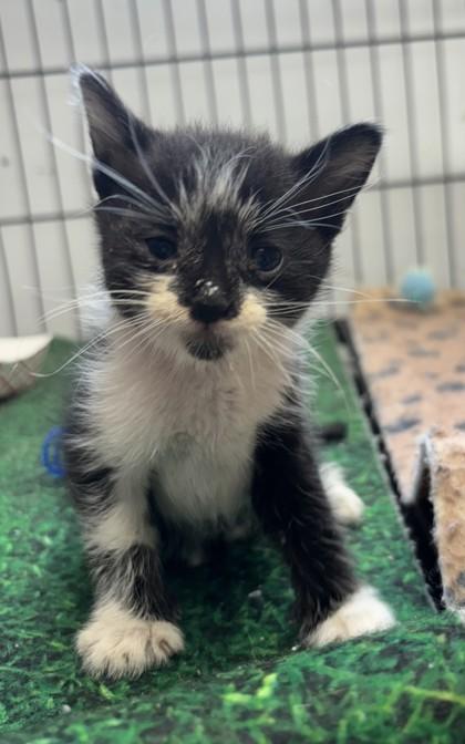 Enlarge Tot, a Adoptable mixed breed in West Memphis, AR image 1/1