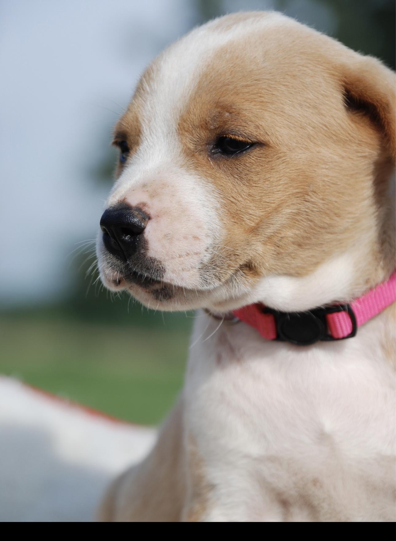 Sandy, Adopted, Puppy Female Hound.