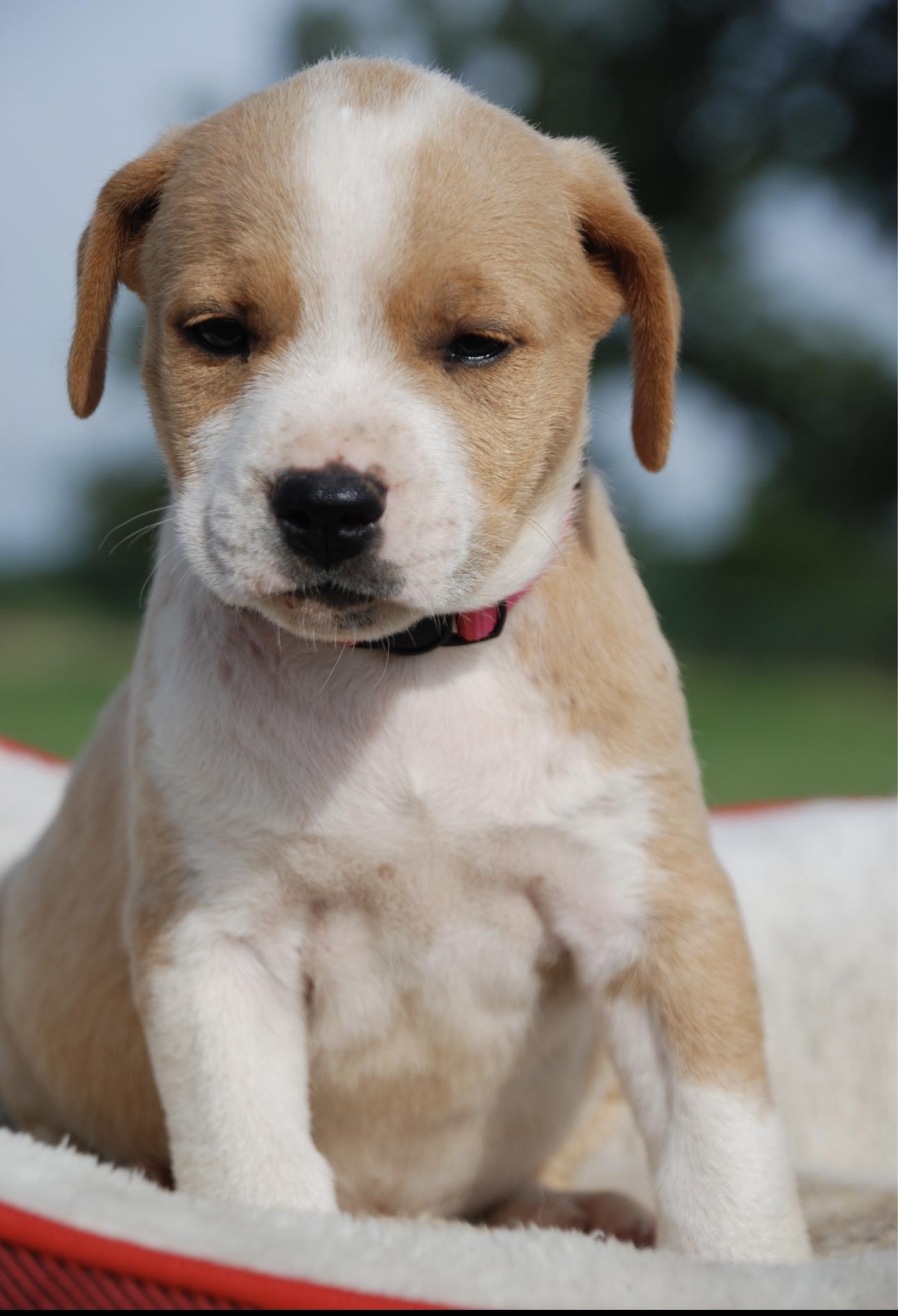 Enlarge Sandy, a Adopted mixed breed in Madisonville, TX image 2/4