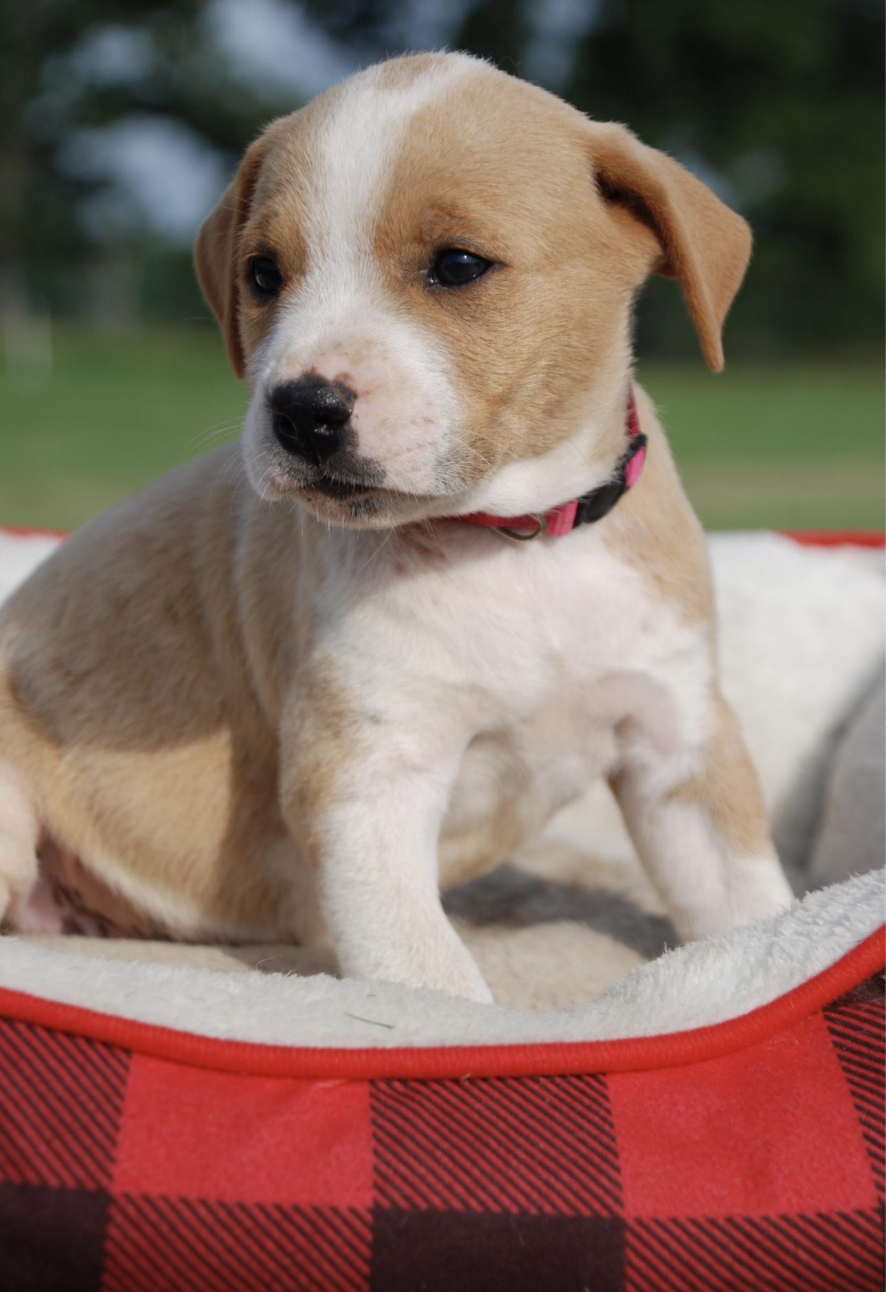 Enlarge Sandy, a Adopted mixed breed in Madisonville, TX image 3/4