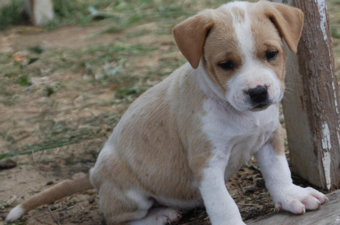 Enlarge Sandy, a Adopted mixed breed in Madisonville, TX image 4/4