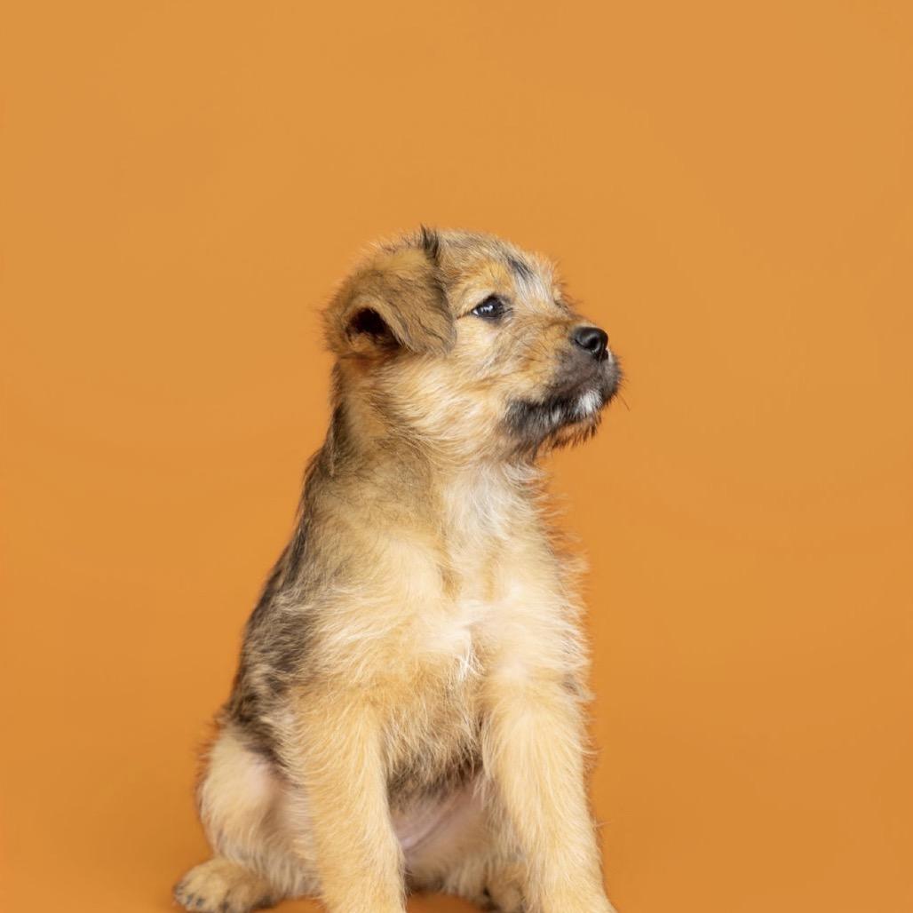 Enlarge Victoria, a Adoptable mixed breed in Southside, TN image 2/4