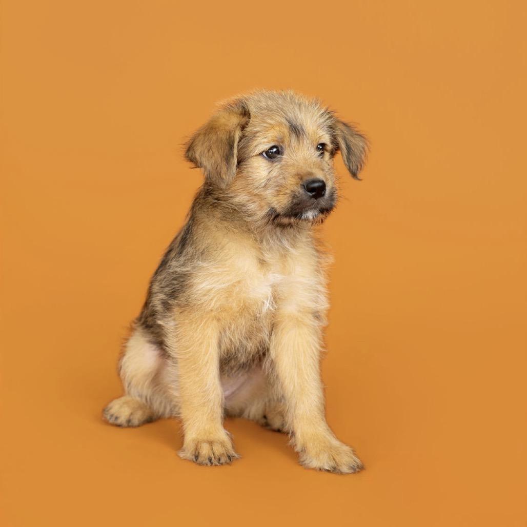 Enlarge Victoria, a Adoptable mixed breed in Southside, TN image 3/4