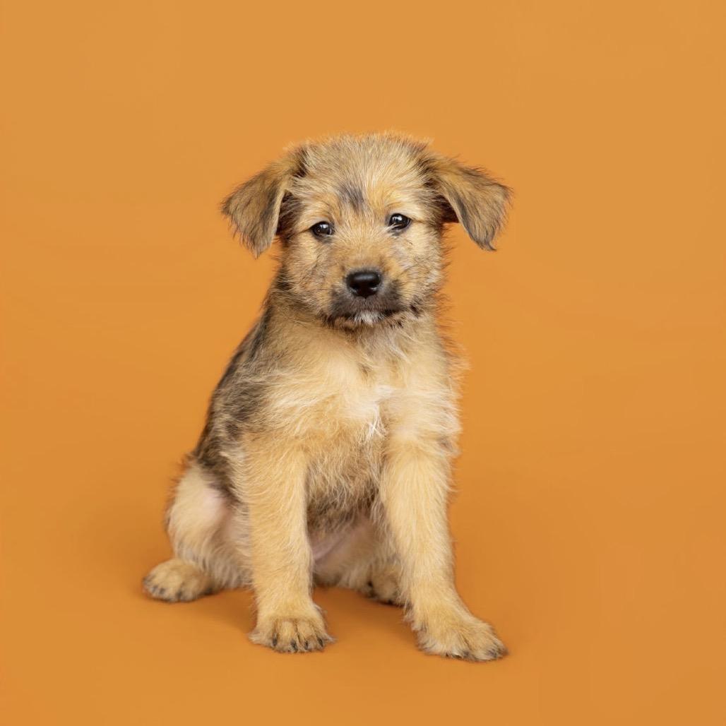 Enlarge Victoria, a Adoptable mixed breed in Southside, TN image 4/4
