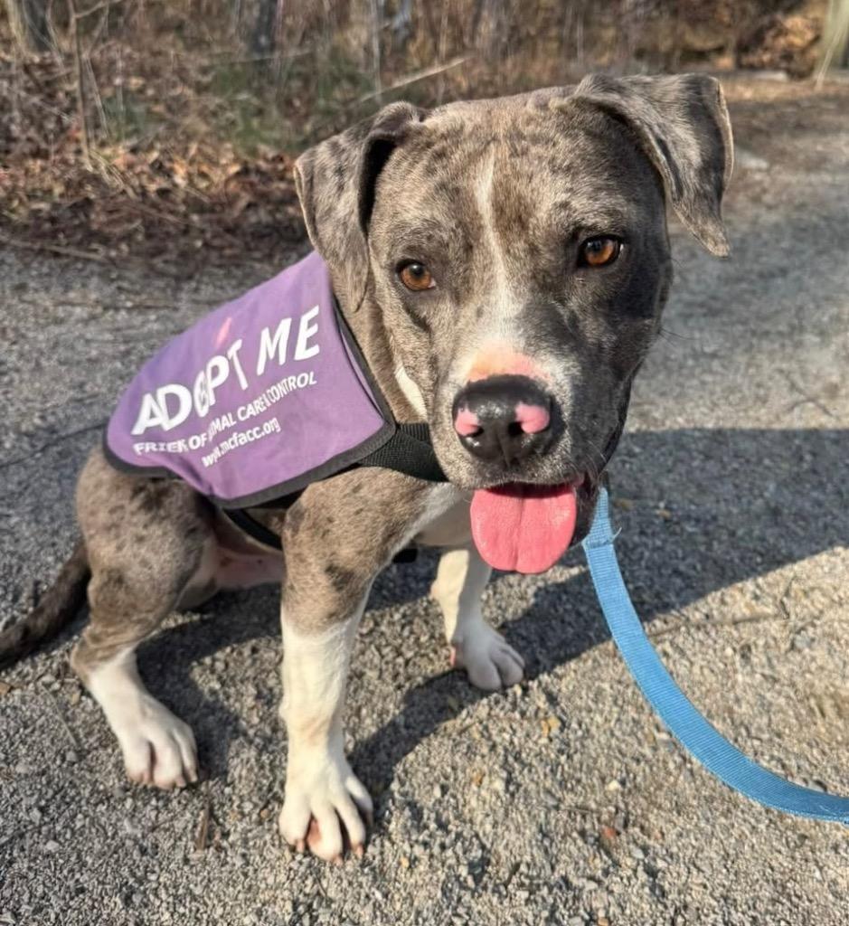 Vernon, Adoptable, Adult Male Pit Bull Terrier.