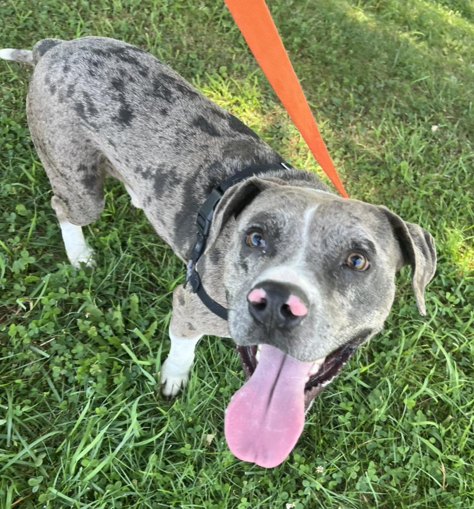 Enlarge Vernon, a Adoptable Pit Bull Terrier in Christiansburg, VA image 2/6