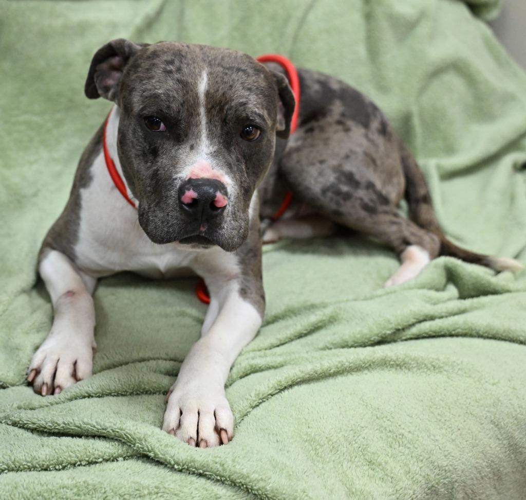 Enlarge Vernon, a Adoptable Pit Bull Terrier in Christiansburg, VA image 2/3