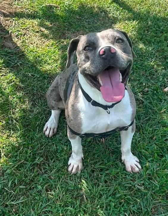 Enlarge Vernon, a Adoptable Pit Bull Terrier in Christiansburg, VA image 4/6