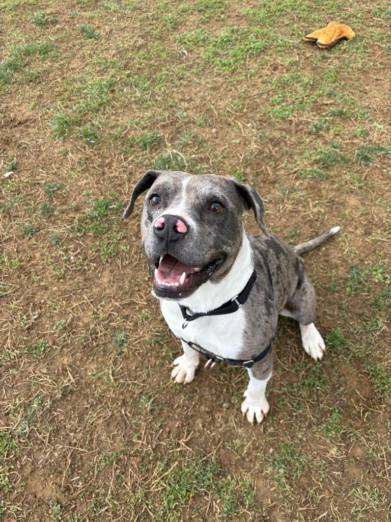 Enlarge Vernon, a Adoptable Pit Bull Terrier in Christiansburg, VA image 3/3