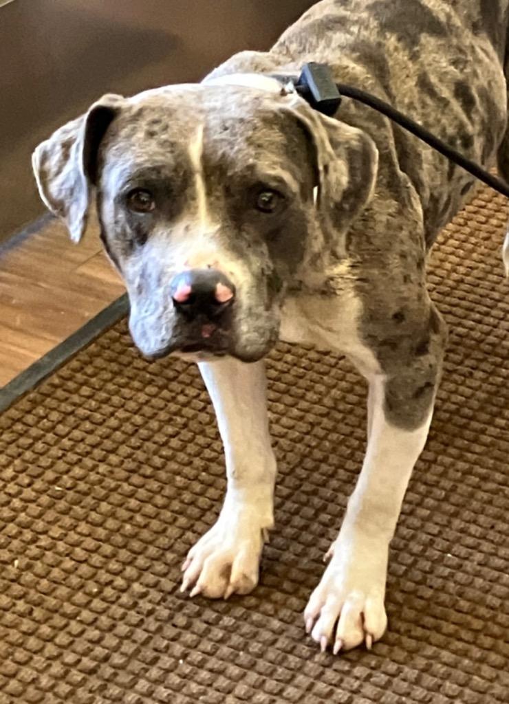 Vernon, Adoptable, Adult Male Pit Bull Terrier.