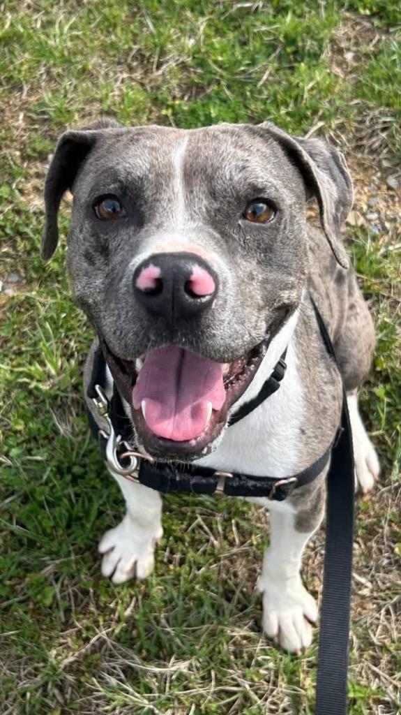 Enlarge Vernon, a Adoptable Pit Bull Terrier in Christiansburg, VA image 4/4